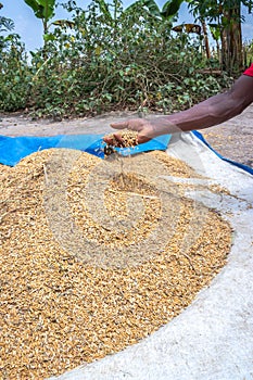 African Rice Oryza glaberrimaÂ  harvested and being stored in piles, Uganda